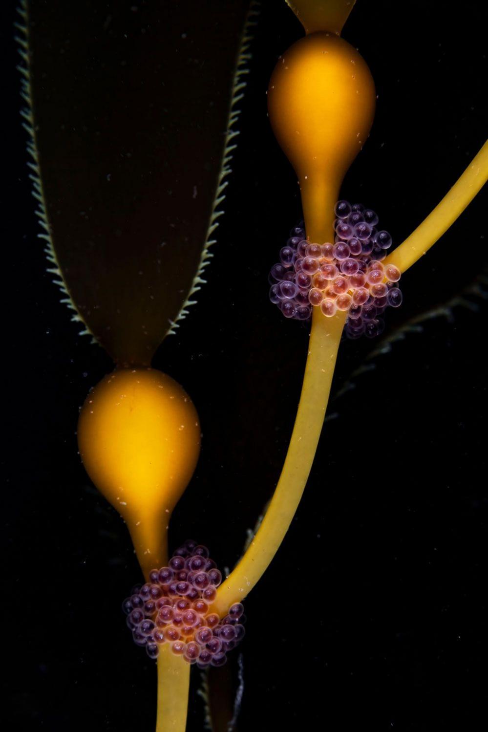 Tube-snout fish eggs glimmer among golden kelp