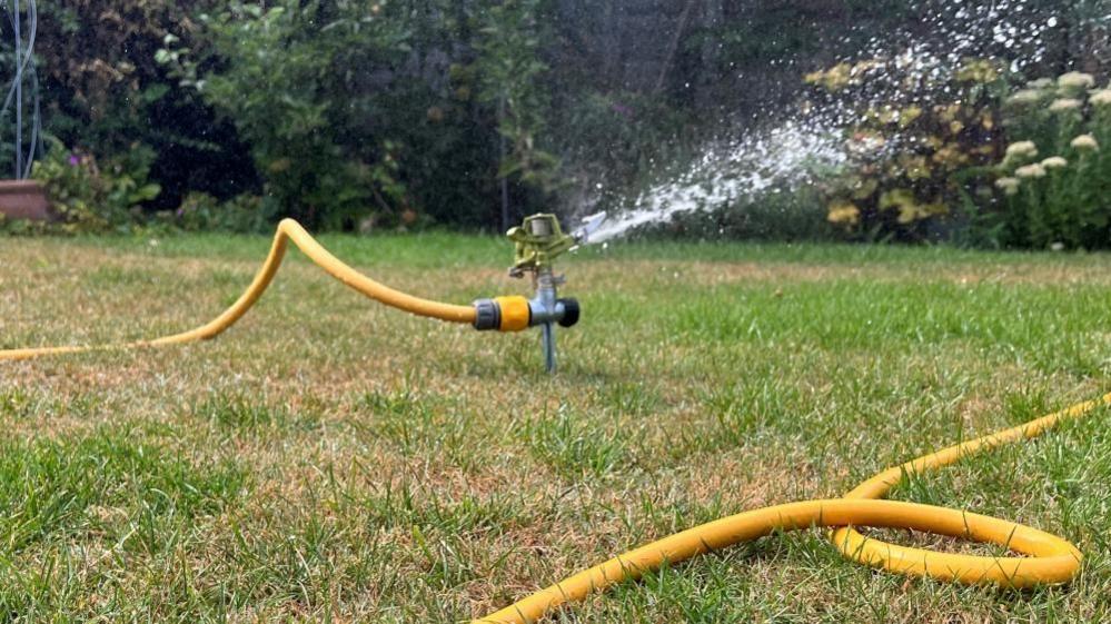 A sprinkler on a green lawn in summer. It is spouting water through a green nozzle and a bright yellow hosepipe.