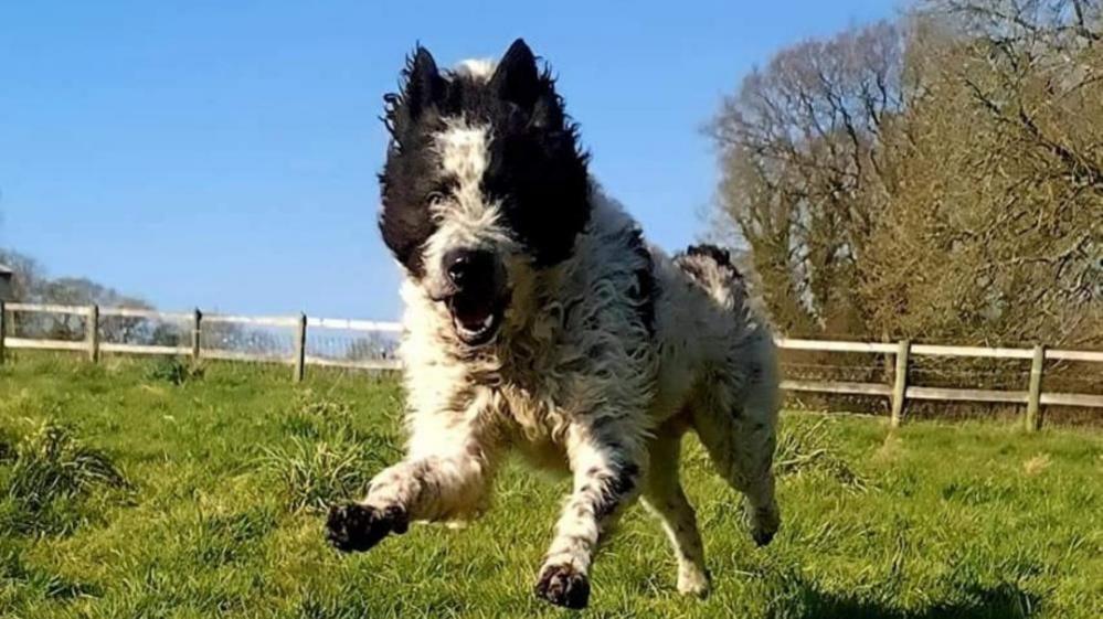 A large black and white dog runs blissfully through a green field. 