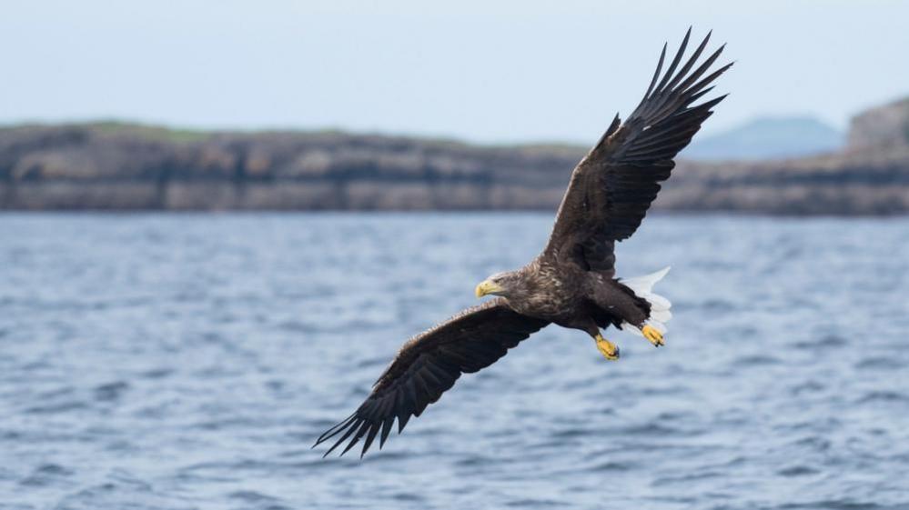 A sea eagle, also known as a white-tailed eagle, soars above the sea with a rugged coastline in the background.