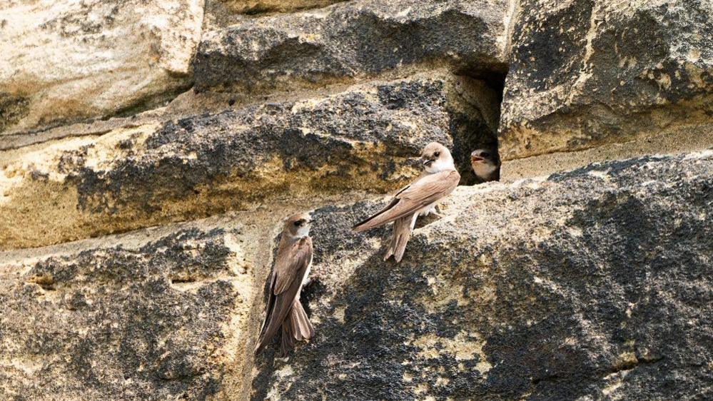 Three small brown and white sand martins sitting on a stone wall. One is peeking out of a hole in the wall.