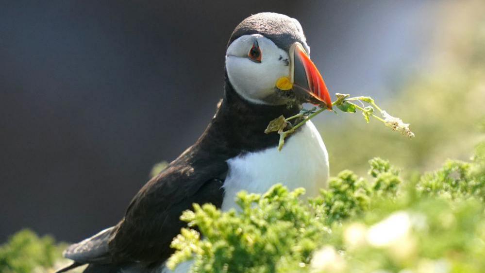 Puffin 