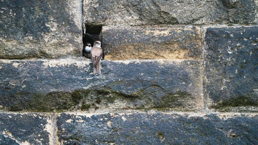 Two sand martins sitting in a hole in a stone wall. Both are looking outwards.