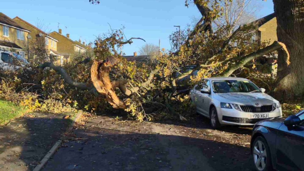 A tree that was blown over on a residential roads, on top of a car