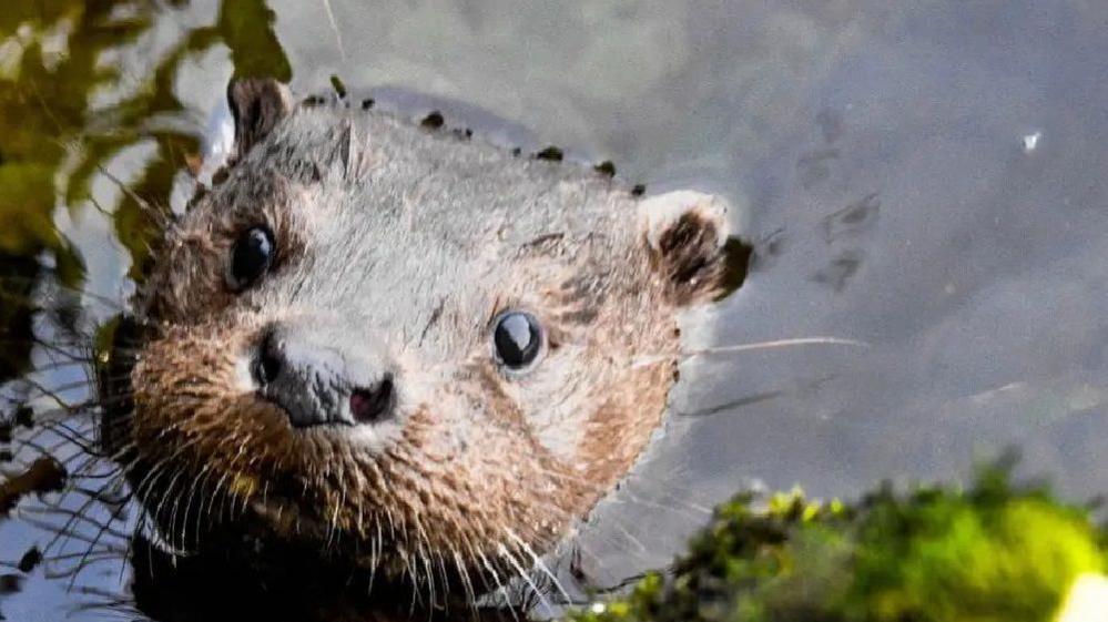 A dog otter, a male otter, looks into the camera. It has a wide snout and long whiskers.