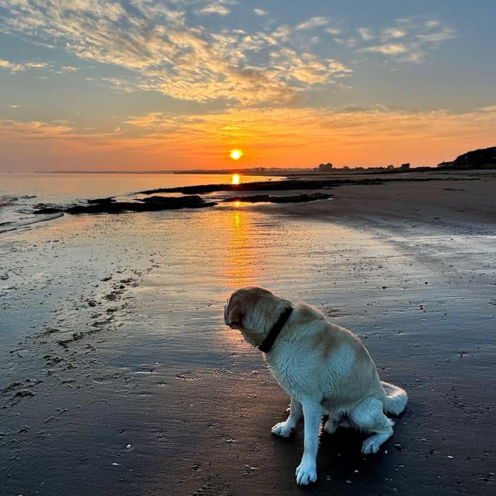 Labrador sits on the beach looking off into the sunrise in the distance.