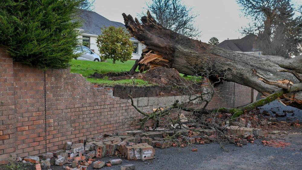 Large tree that has fallen, damaging red brick wall with house in background, lots of loose bricks and debris on ground