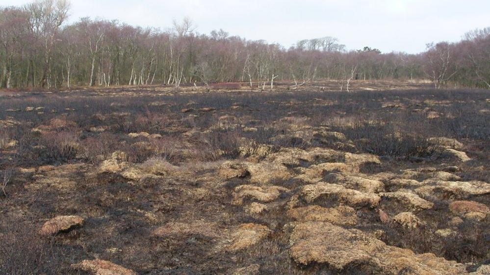 Fire damage at Heysham Moss