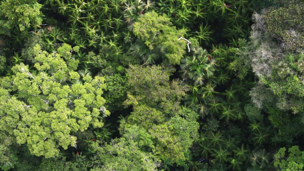 Rainforest canopy (Image: Daniel Sabatier)