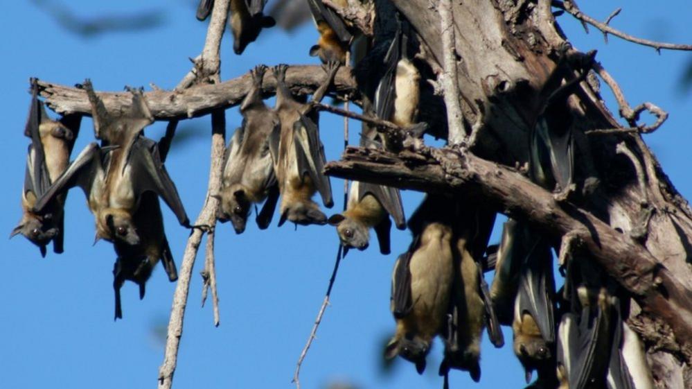 Straw-coloured fruit bat