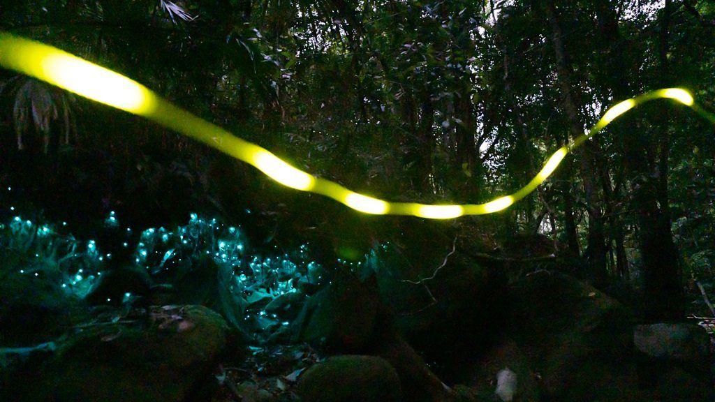 Imagem noturna de criaturas bioluminescentes na Austr&aacute;lia, em forma de fita amarela com luzes verdes e brancas
