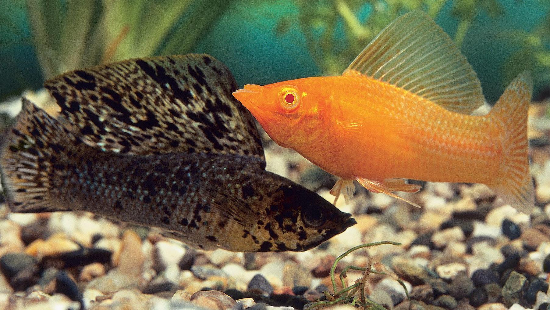 Dos peces pequeños, uno negro y otro anaranjado, nadan sobre guijarros con vegetación de fondo. 