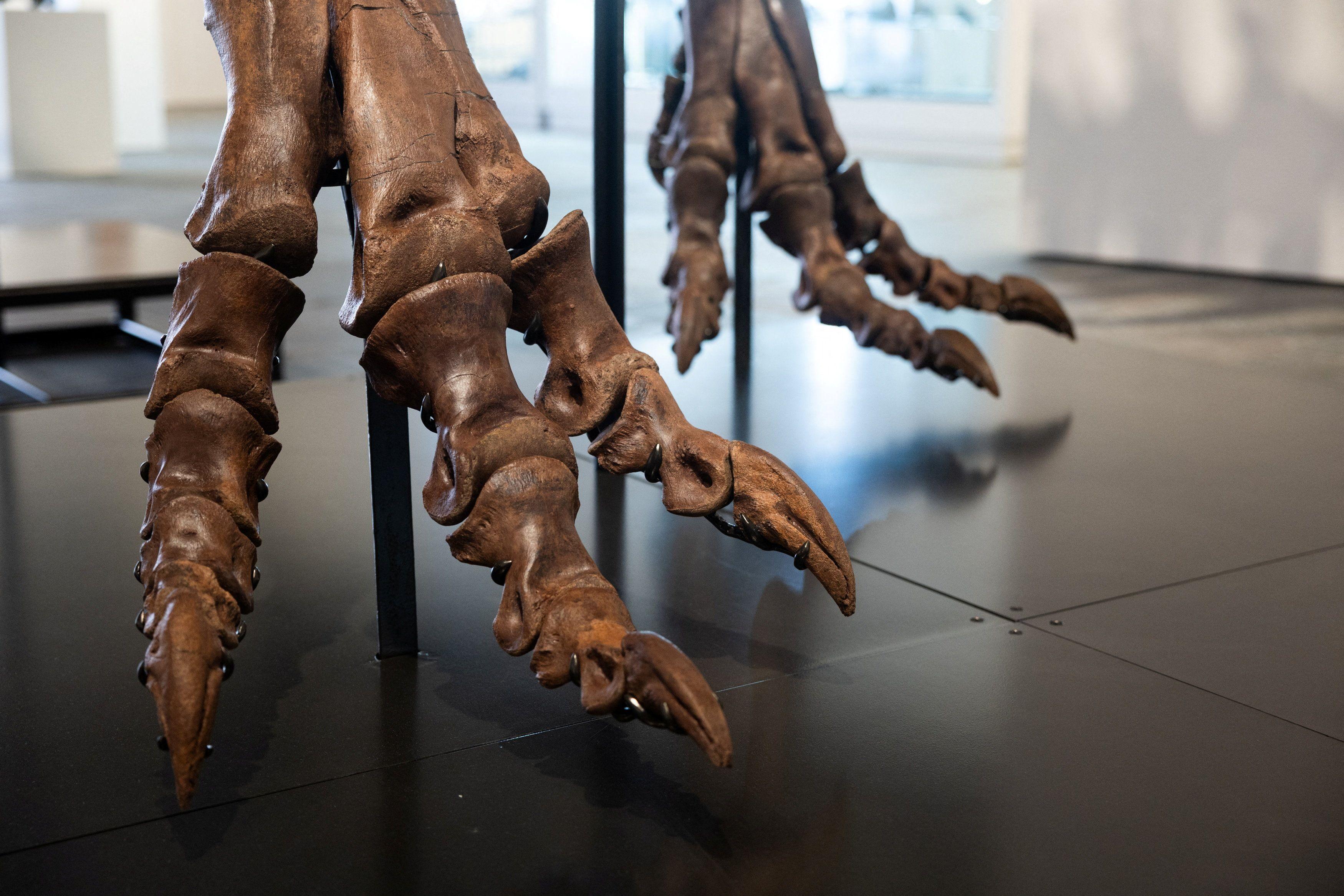dinosaurus