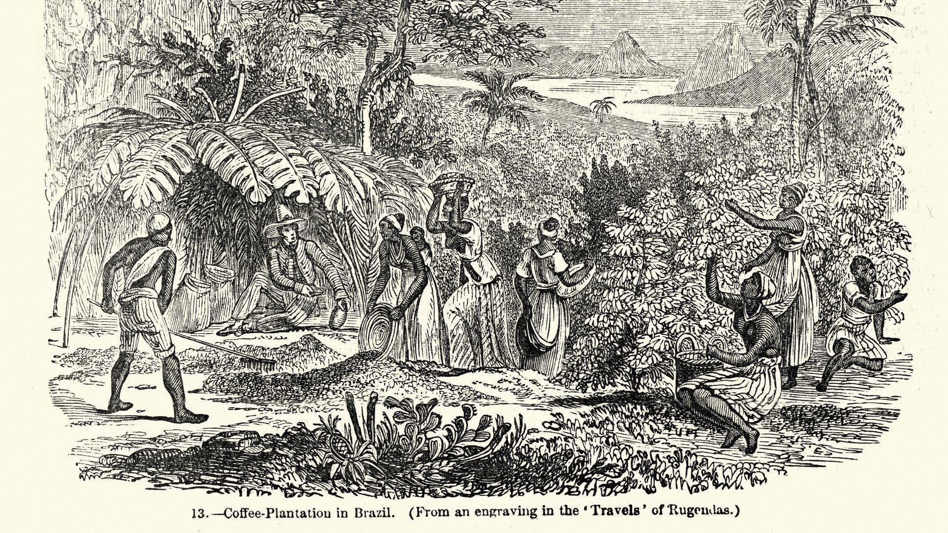 Ilustra&ccedil;&atilde;o em preto e branco mostra pessoas negras trabalhando em planta&ccedil;&atilde;o de caf&eacute;; ao fundo, um homem branco est&aacute; sentado, aparentemente acompanhando o trabalho