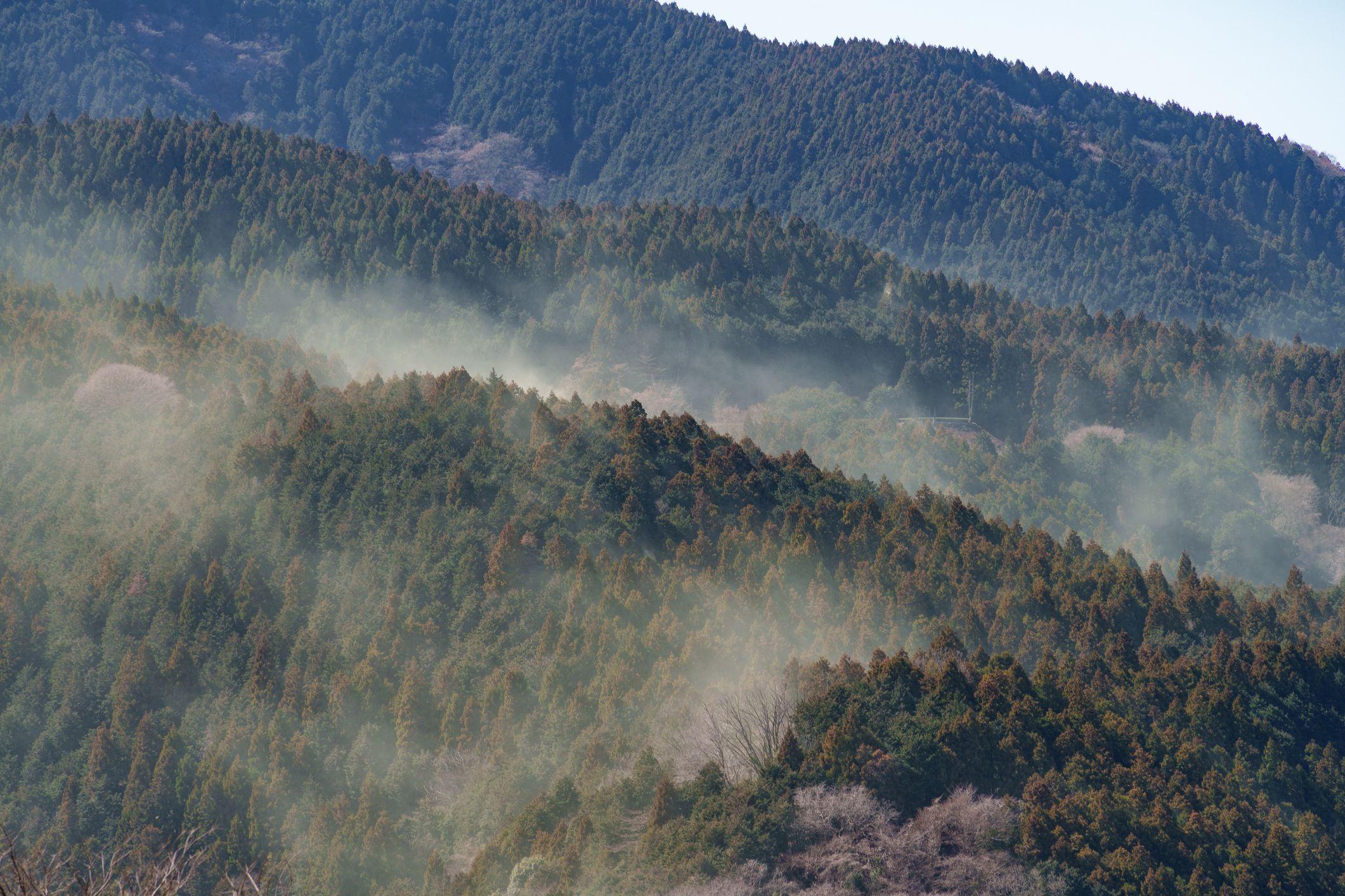 Bosques de cedro japoneses liberando polen.