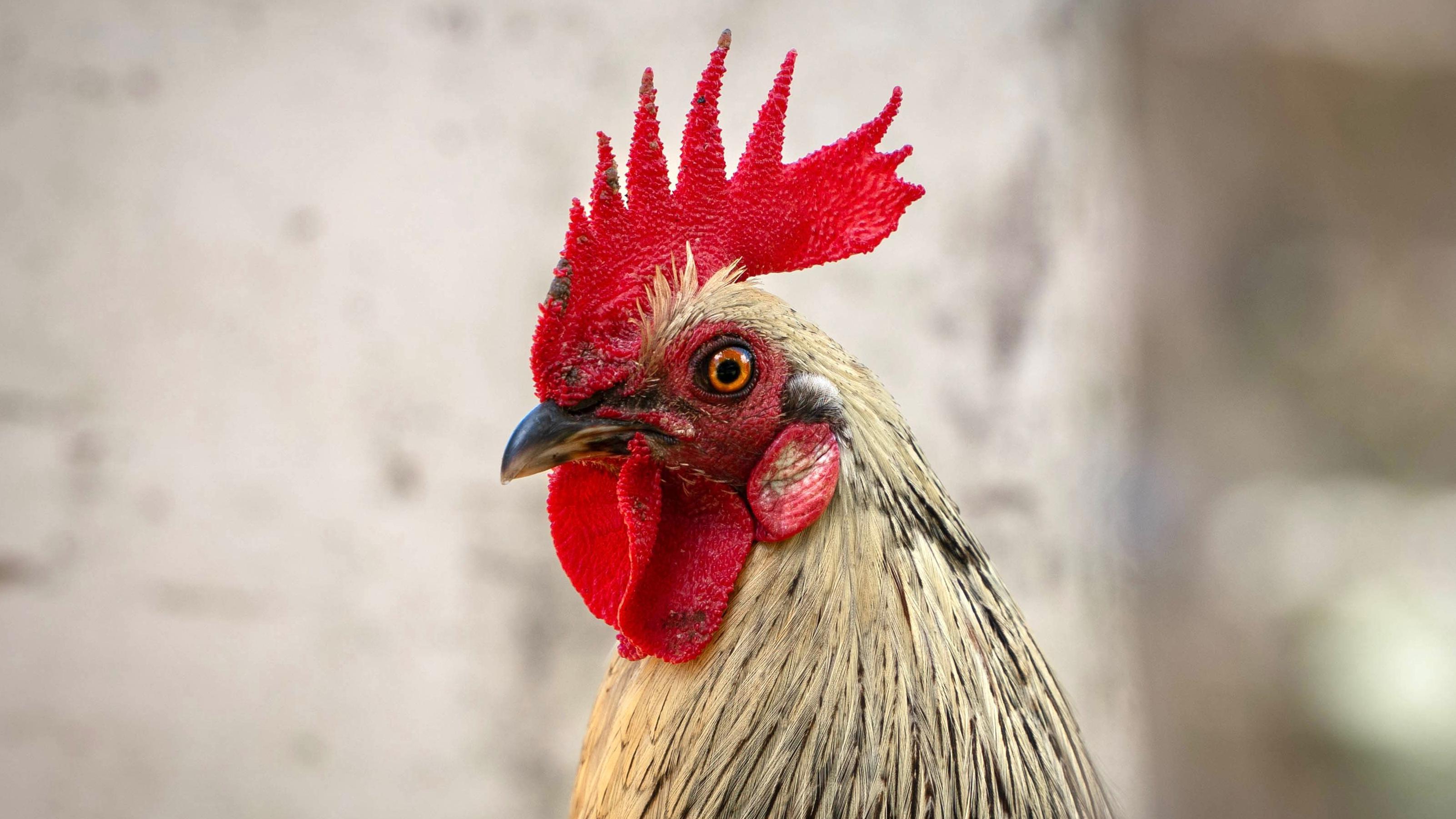 Gallo