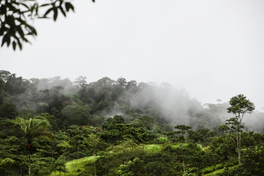 Chuva na Floresta Amaz&ocirc;nica