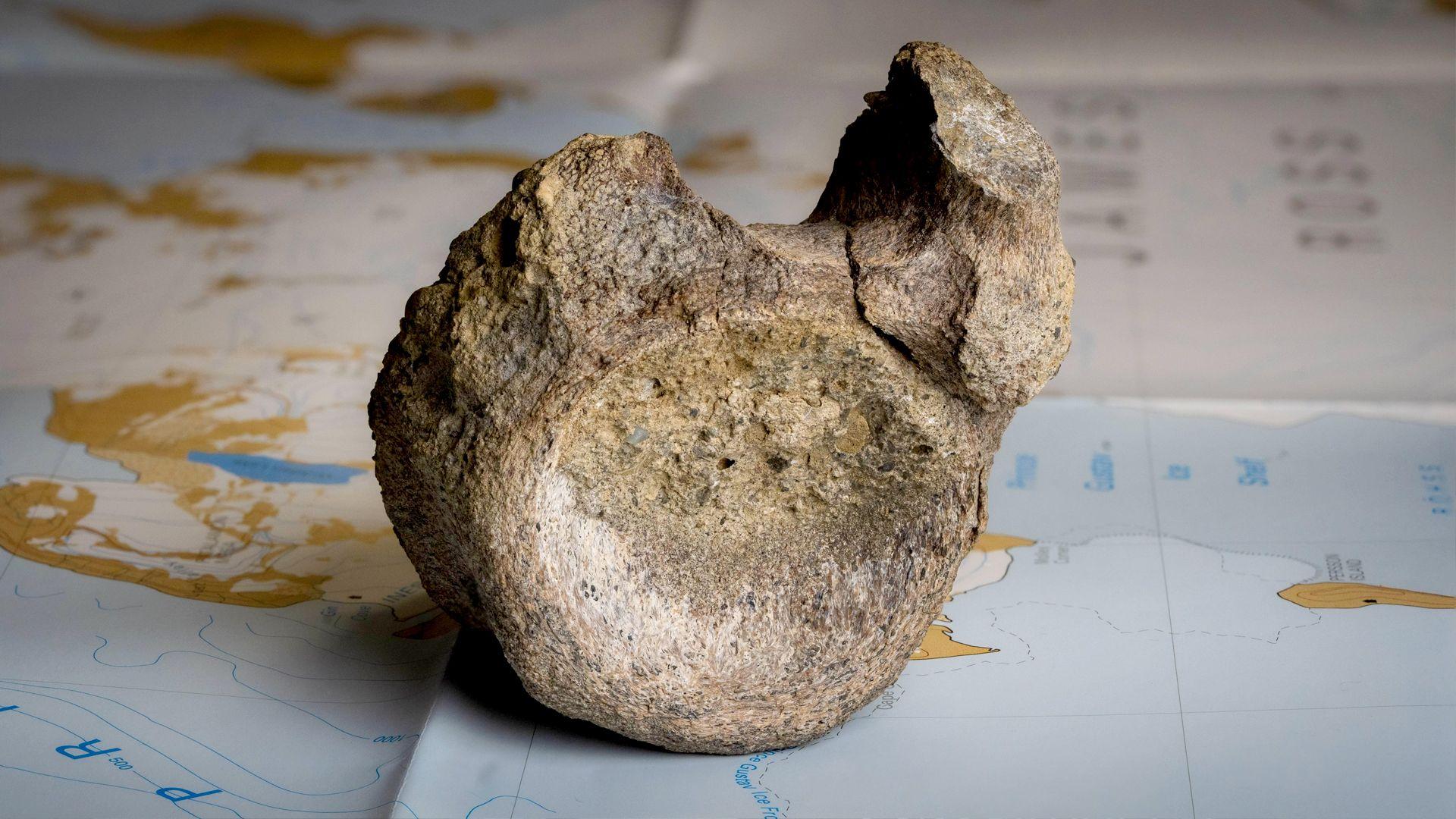 First dinosaur bone from Antarctica found in a drawer