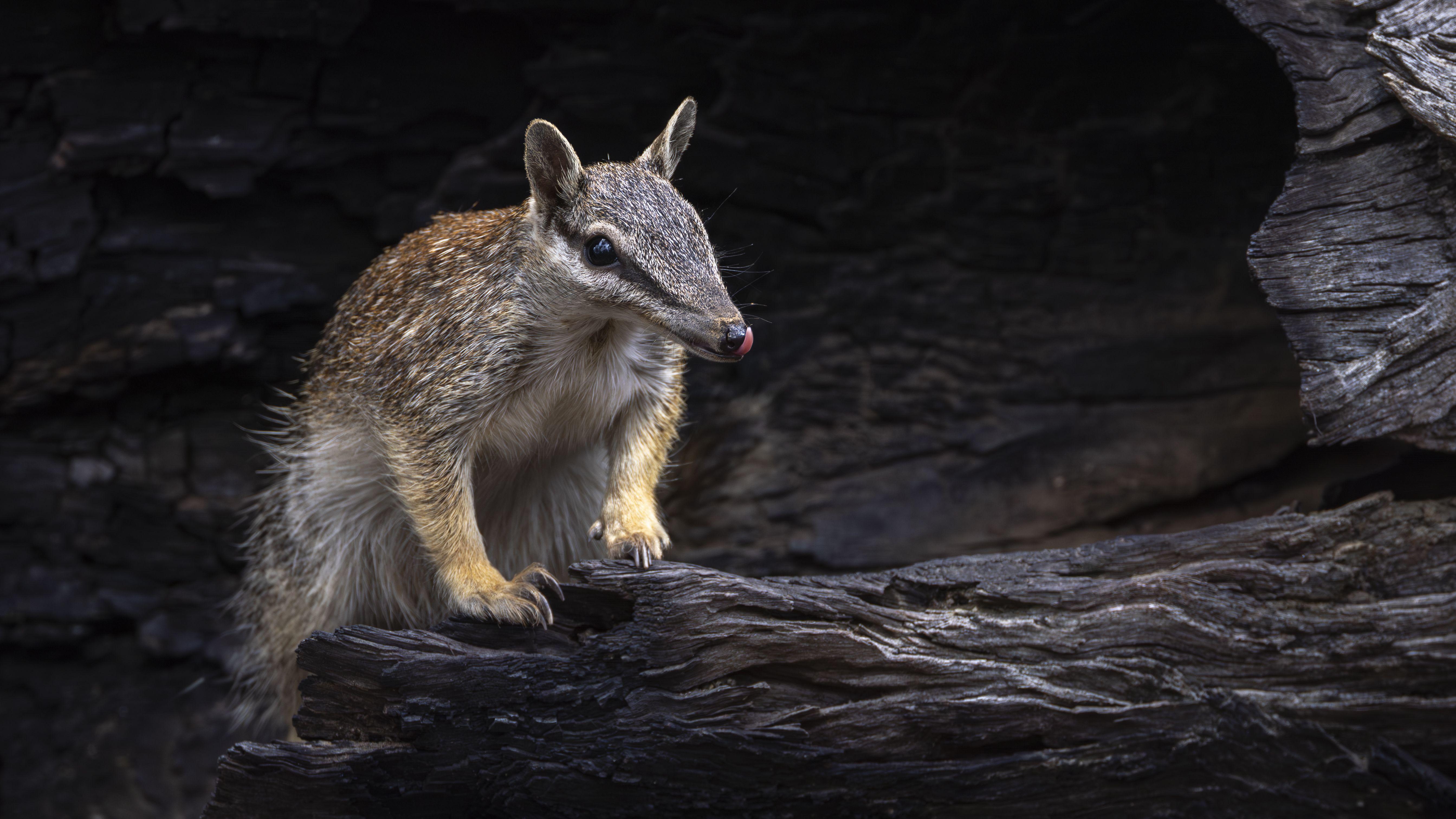 Um numbat lambe o focinho sobre um tronco queimado.