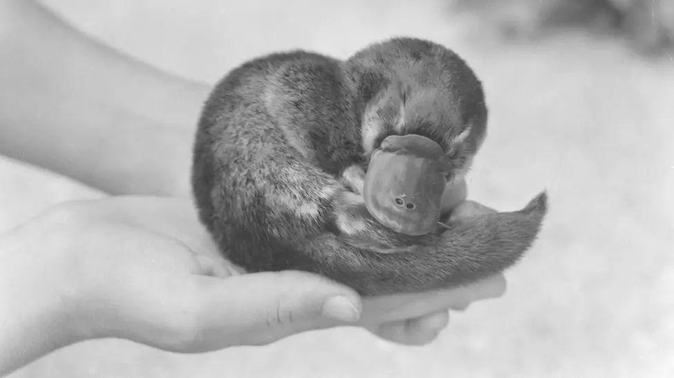 El ornitorrinco sobre manos