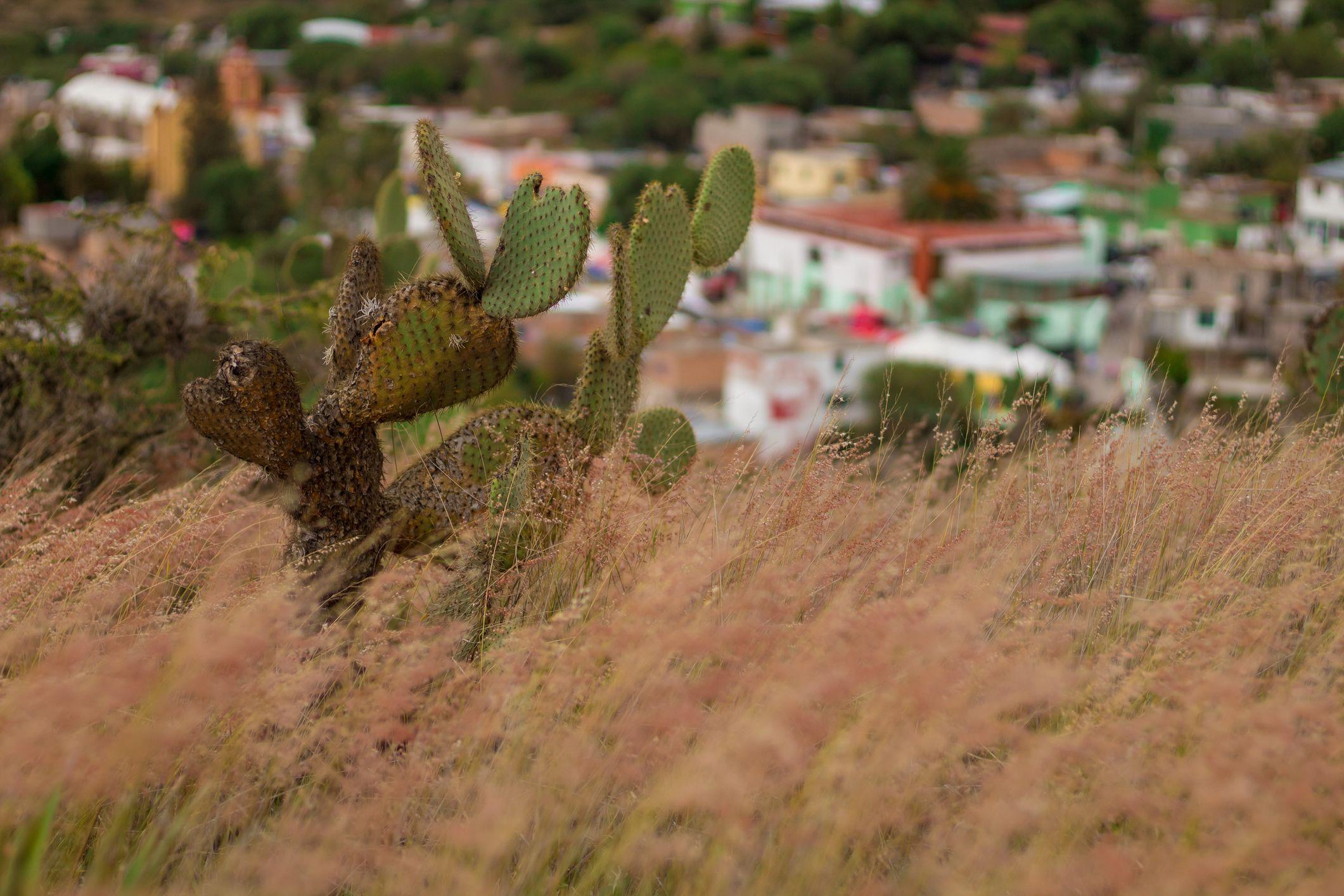 Desierto mexicano