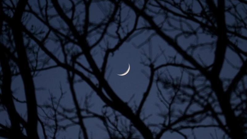 قمر هلال يظهر بين أغصان شجر