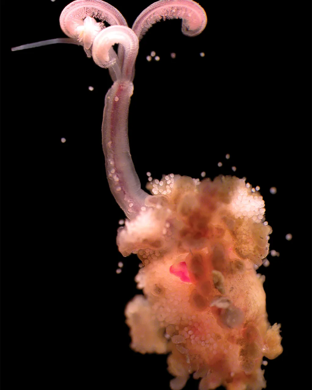 Close de um verme Osedax, com plumas delicadas que se estendem para cima e estruturas semelhantes a ra&iacute;zes adaptadas para dissolver o osso da baleia