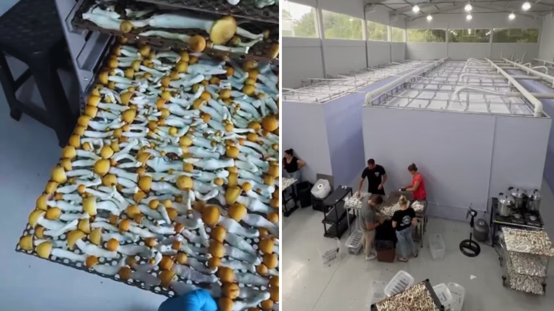 Operação apreendeu cogumelos em galpão no Paraná