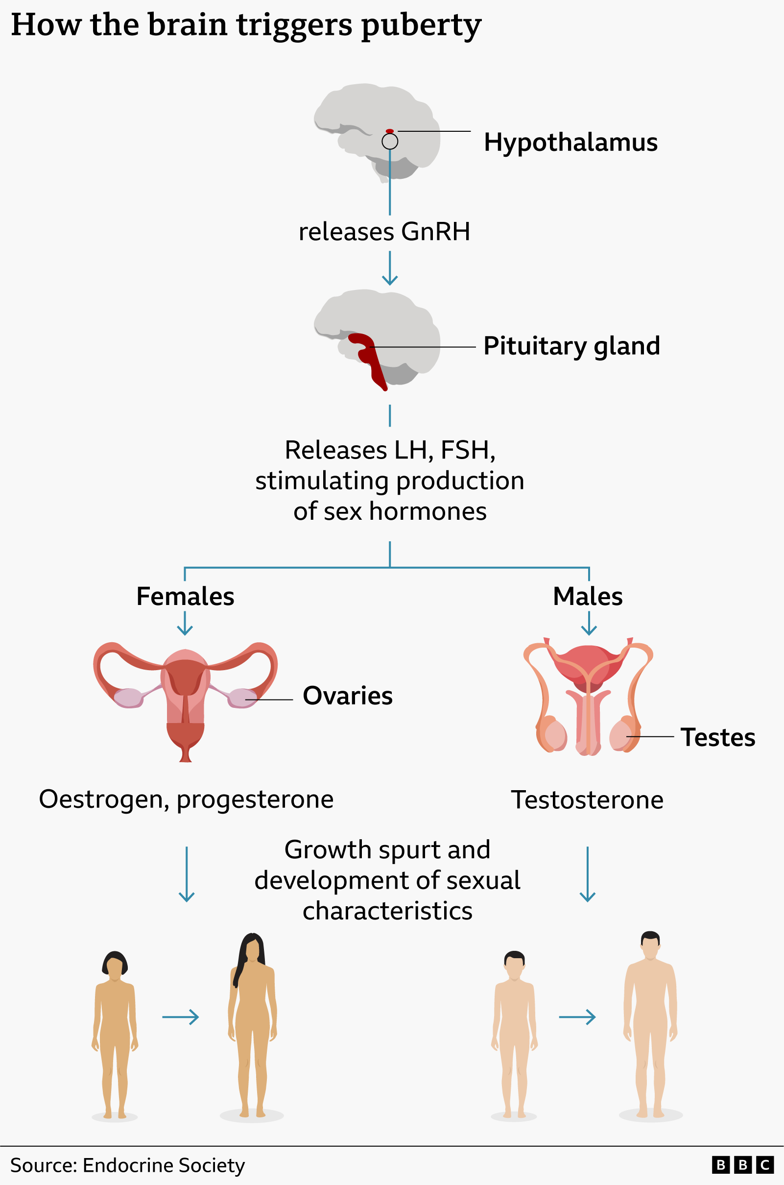 Infographic shows how the brain triggers puberty, leading to the increased production of sex hormones and the development of sexual characteristics