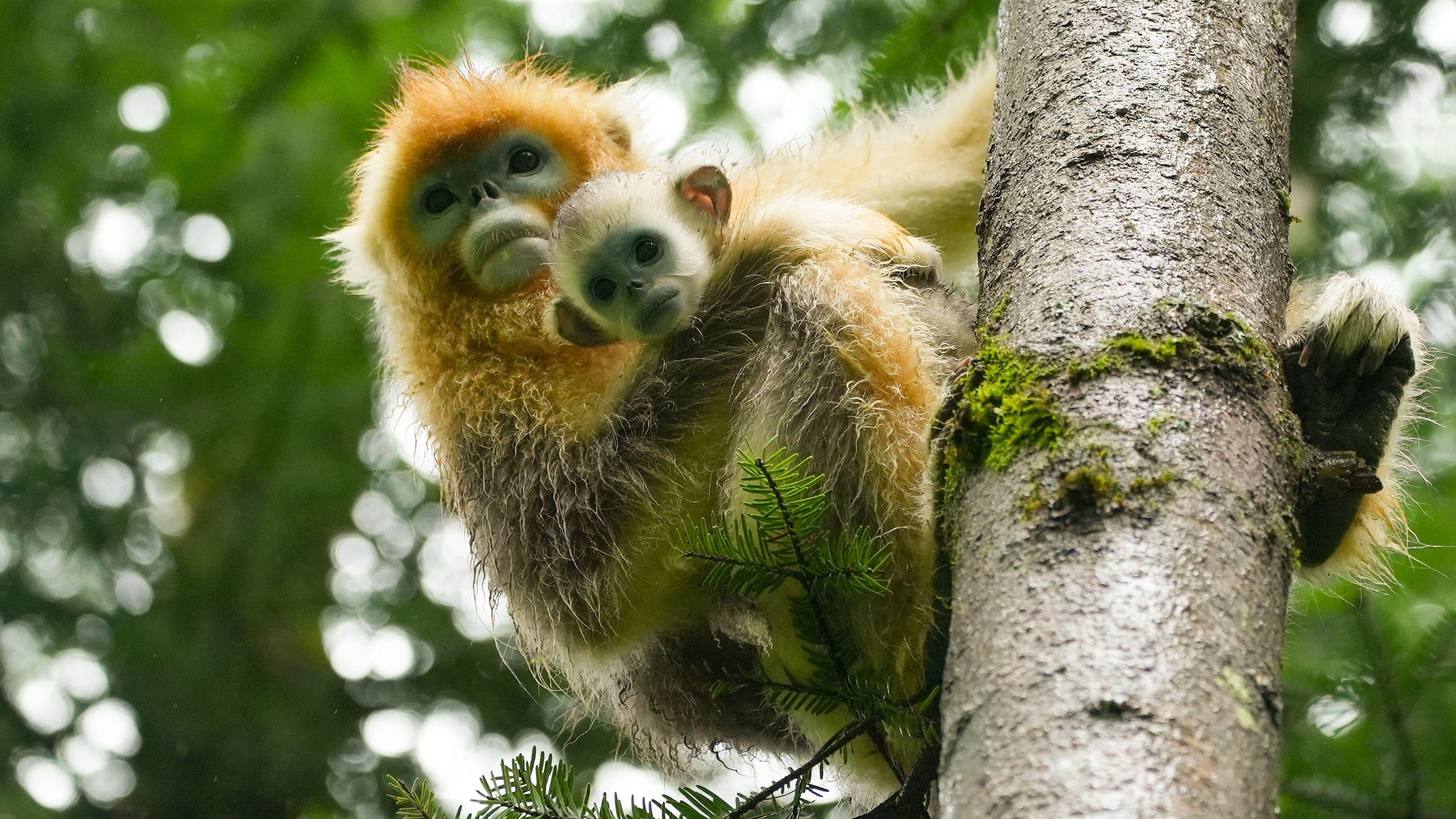 Dois macacos-dourados-de-nariz-arrebitado, mãe e filhote, pendurados em uma árvore