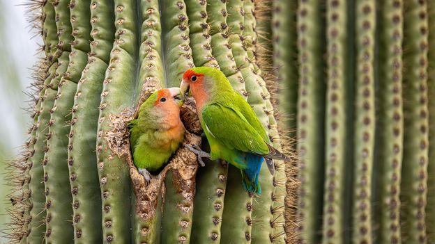 Casal de periquitos, um deles dentro de um cacto