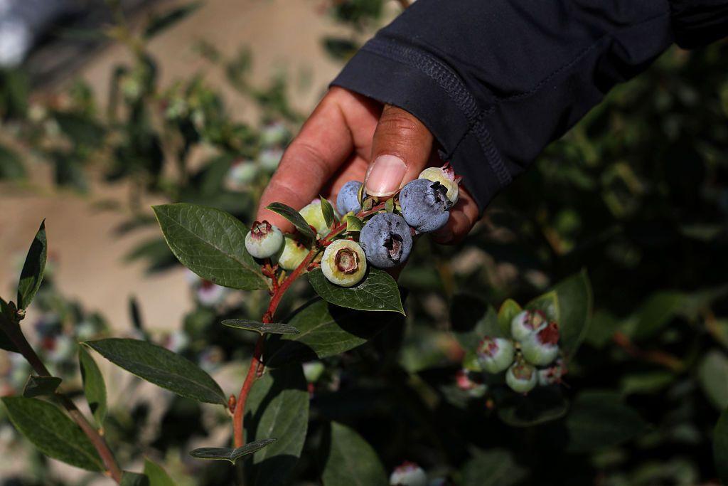 Primer plano de una planta de arándanos. Una mano los sujeta. 