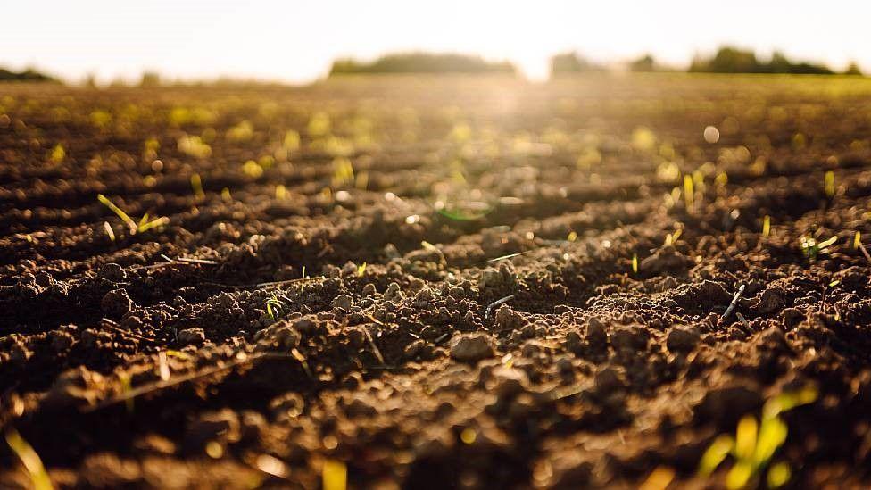 Tierra de cultivo deteriorada