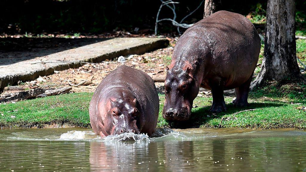  Dois hipop&oacute;tamos entram em um rio na Col&ocirc;mbia. 