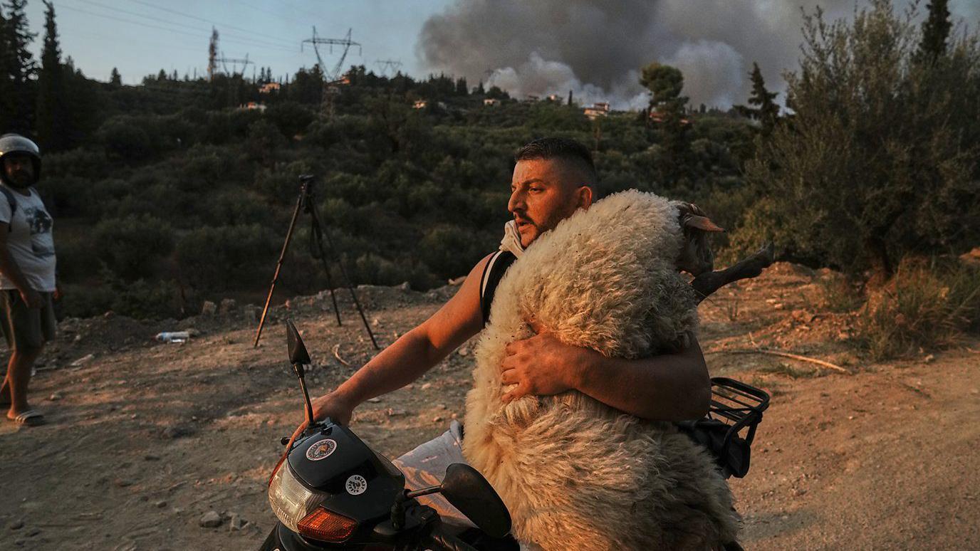 إنقاذ حيوانات من الحريق في اليونان 