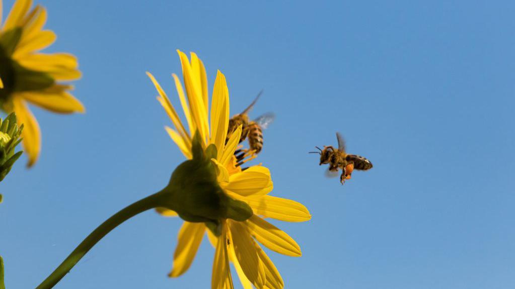Abejas llegando a una flor amarilla