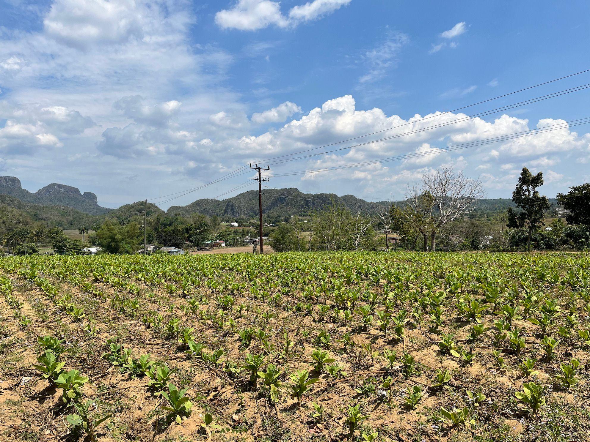 Plantação de tabaco em Viñales, na província de Pinar del Río