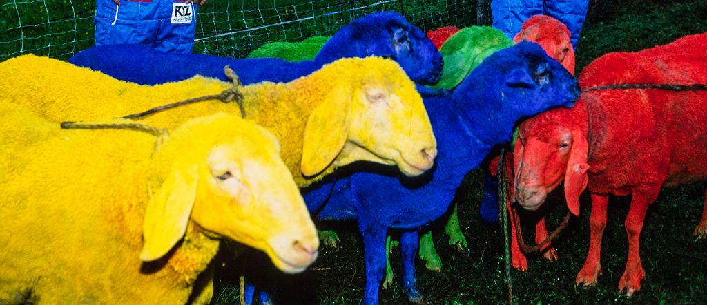 Ovejas pintadas de los colores vivos de Benetton