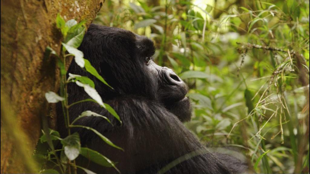 Un gorila apoyado en un árbol, con hojas verdes de fondo, en Ruanda.