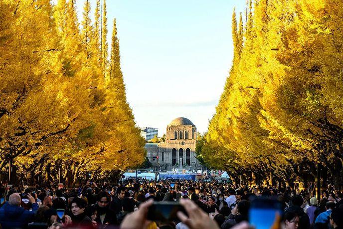 Žuto drveće i ljudi koji fotografišu 
