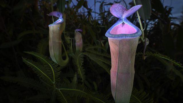 Plantas-jarro fluorescentes, em tons de rosa e p&uacute;rpura.