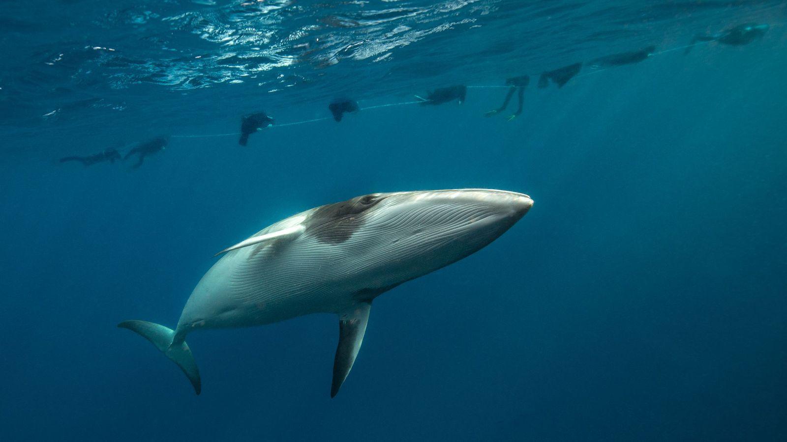 Una ballena minke enana nada cerca de la superficie del mar donde se pueden ver las siluetas de varios busos flotando