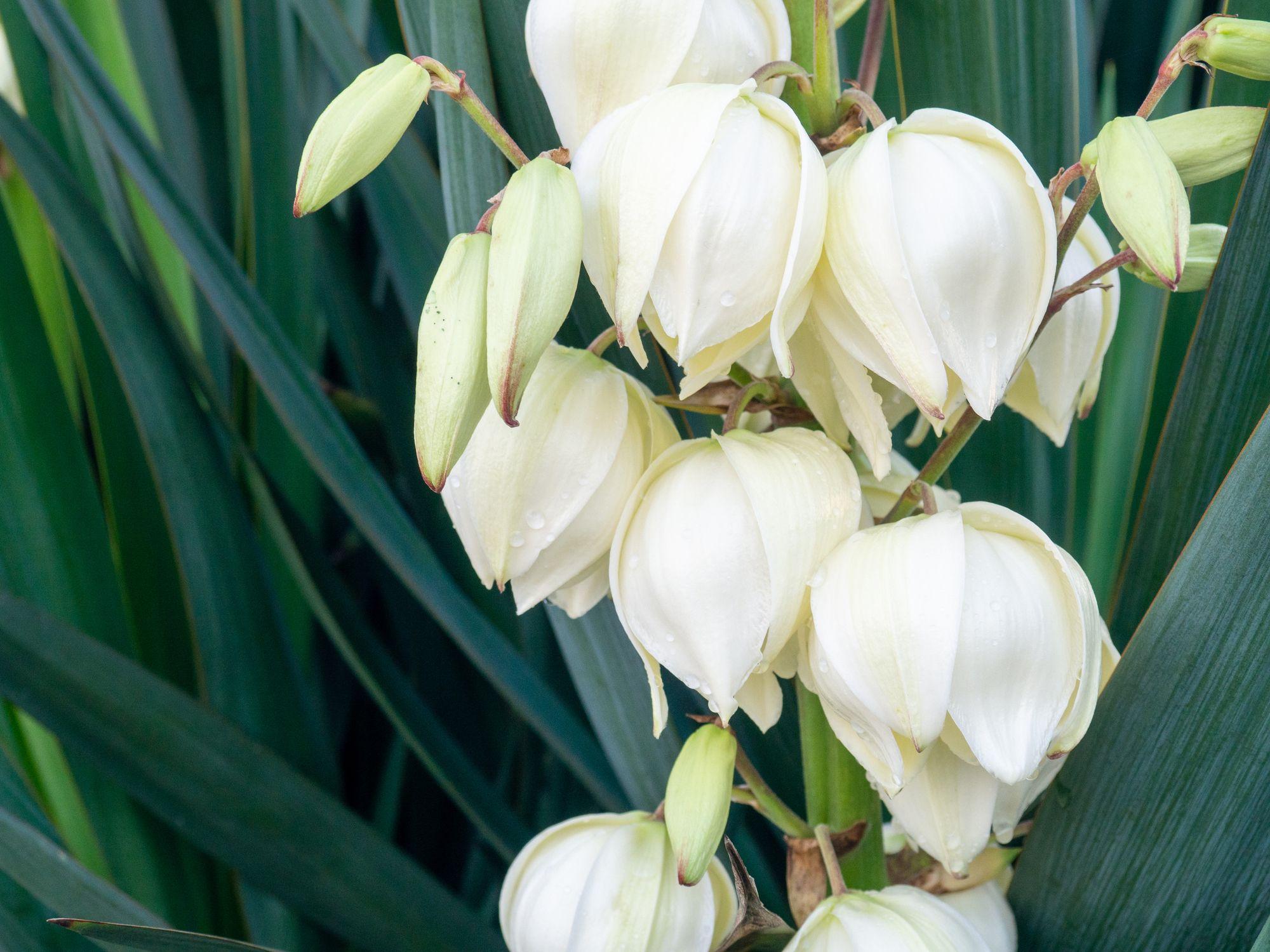 Flores blancas de pétalos gruesos, en racimo con fondo verde de las hojas de la planta. 