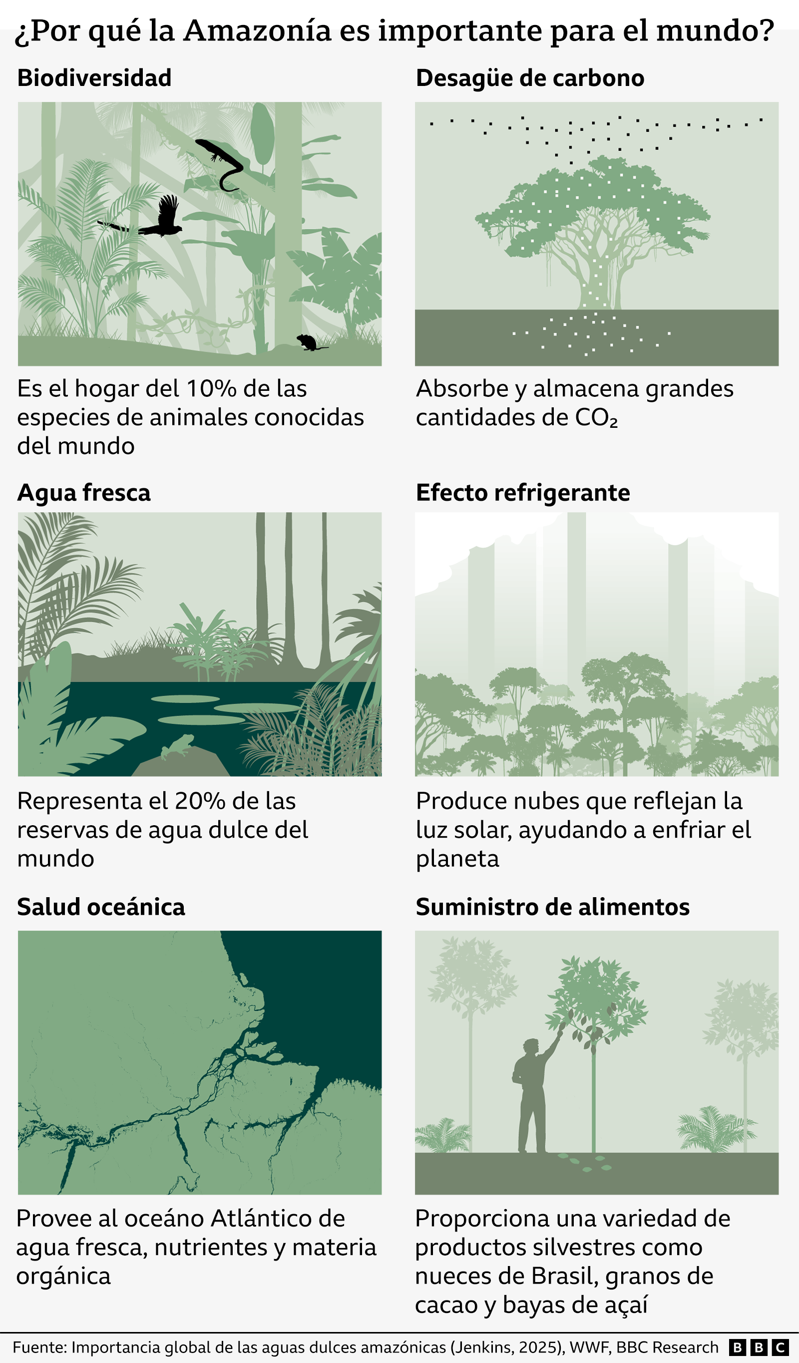 Gráfico que muestra por qué la Amazonía es importante para el mundo y expone seis razones: Biodiversidad, agua, alimentos, impacto en los oceános, cómo enfría el planeta y contiene el CO2