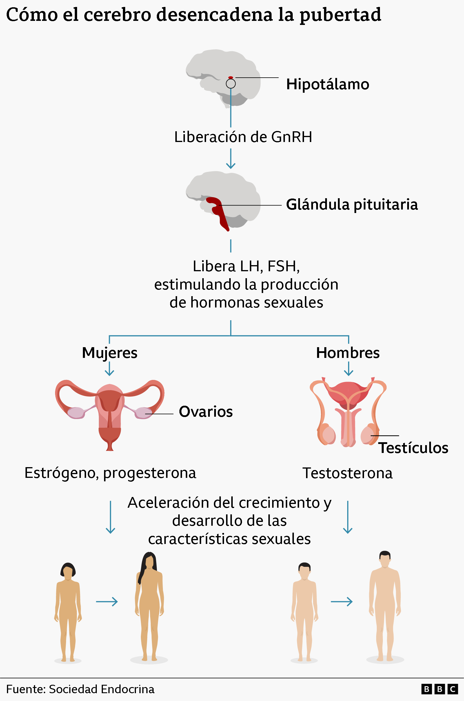 La infografía muestra cómo el cerebro desencadena la pubertad, lo que conlleva una mayor producción de hormonas sexuales y el desarrollo de las características sexuales.