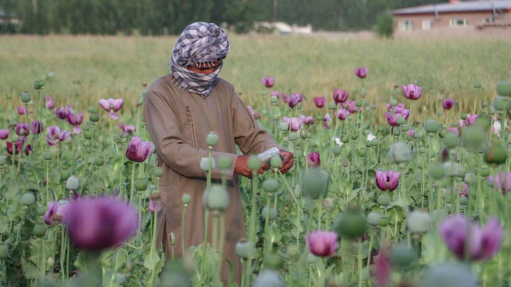 پوست، افغانستان، پاکستان، بلوچستان