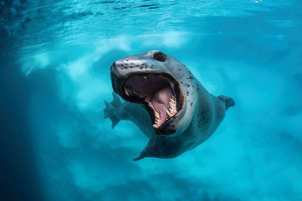 Foca leopardo en gesto agresivo