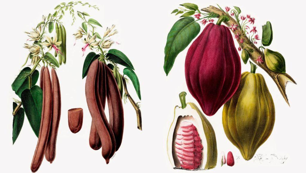 Dibujos botánicos de la vainilla y el cacao