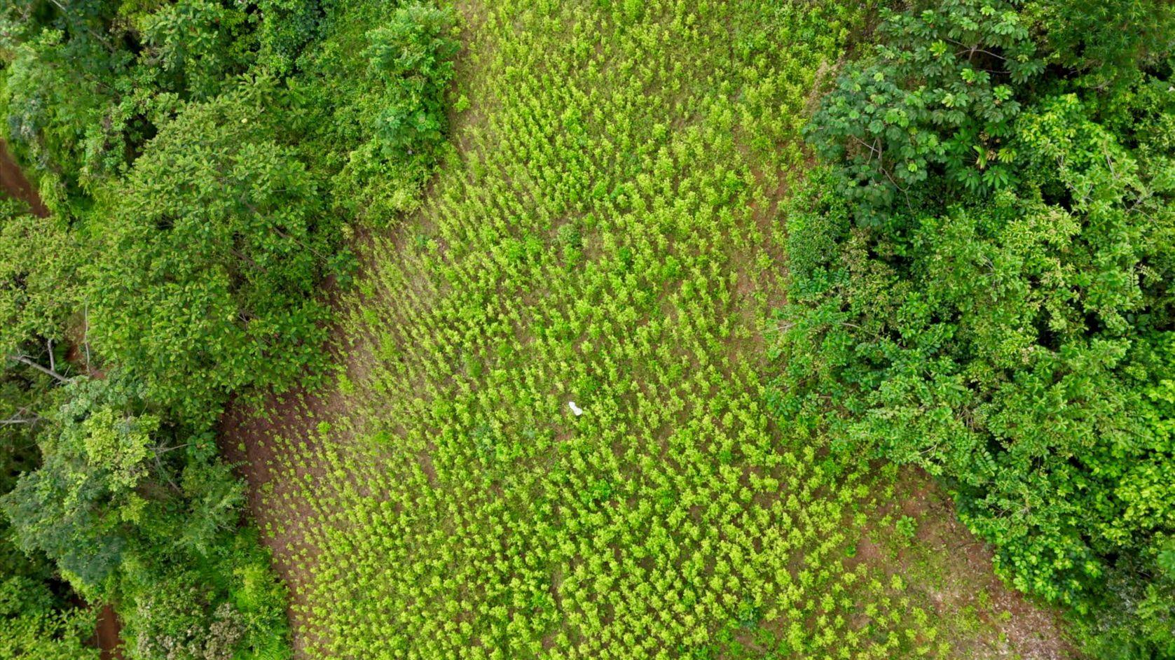 Una plantación de coca vista desde arriba en la cordillera de los Andes. Se observan árboles que rodean un campo de cultivo.