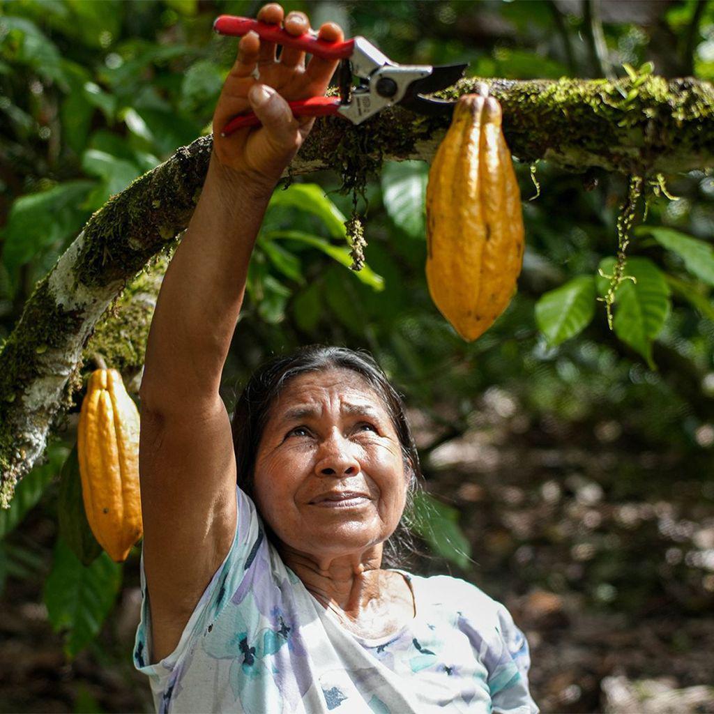 Una mujer corta del arbol un fruto de cacao